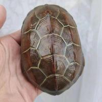 苏北金线草龟活体宠物乌龟好养活深水乌龟中华草 10-11厘米金线(一年下蛋) 单身一只