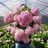 绣球花苗绣球花盆栽带花无尽夏特大老桩花卉盆栽植物室内花好养的