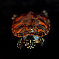(宽纹火焰龟碌火焰缸素食吃菜乌龟活物宠物乌龟深水吃鱼粪 8至9厘米 火焰(一只)