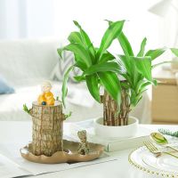 巴西木水培植物幸运木桌面绿植盆栽水养办公桌面室内迷你礼品