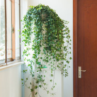 盆栽室内垂吊兰植物吸去除净化空气四季常青长青藤绿植