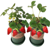 奶油草莓苗果树苗南方北方盆栽地栽四季结果食用草莓秧特大草莓苗