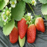 草莓秧苗特油草莓香莓草莓苗阳台庭院盆栽地栽南北方种植