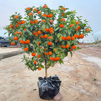 沙糖桔子树苗盆栽地栽南北方种植橘子树苗果树果苗嫁接砂糖橘带土