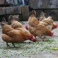 深山农场散养2-3年老母鸡土鸡柴鸡笨鸡草鸡月子鸡走地鸡整鸡肉 700天老母鸡2只(共5斤以上)