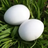 精品大个鸽子蛋 60枚[装] 农家杂粮喂养新鲜鸽子蛋儿童月子蛋鸽子蛋新鲜鸽子蛋 单枚18-24克