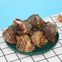 [海螺鲜活]新鲜海螺大中小超肥海螺海鲜螺类鲜活 4斤装[送芥末+酱油] 3-5只/斤