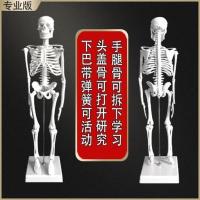 45 85 170cm人体骨骼模型骨架人体模型成人小白骷髅教学脊椎全身 45厘米骨骼[白色]升级加宽底座加 均码