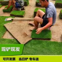 草皮真草坪带泥土果岭草四季青地毯草剪股颖带土庭院绿化马尼拉