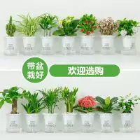 绿植盆栽花卉室内好养发财树办公室文竹栀子花绿萝水培小植物多肉