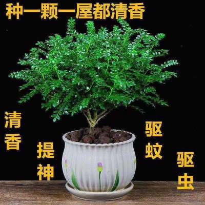 驱蚊驱虫清香木盆栽花卉提神好养室内绿植四季常青胡椒木净化空气