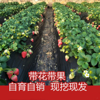 脱毒四季草莓苗奶油草莓苗果树果苗带土带花带果盆栽食用草莓秧苗