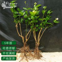 茉莉花盆栽 当年开花室内盆栽驱蚊盆栽植物室内花卉好养茉莉花苗 [5年小苗]2棵/带叶