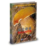  常见蘑菇野外识别手册 山野田园等环境中常见的大型真菌(蘑菇 ) 我国常见大型真菌分类参考书籍菌类图片书籍 书 畅想