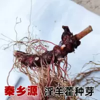 淫羊藿种子秦岭野生淫羊藿种苗淫羊藿根茎阳合叶仙灵脾三枝九叶草 带芽新鲜根茎250g