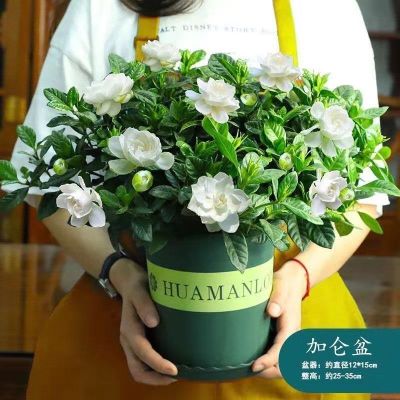 栀子花盆栽花卉室内带花苞阳台水培绿植浓香型大树四季好养