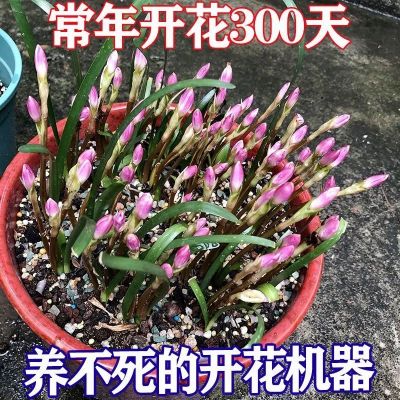 四季开花重瓣风雨兰种球风雨花葱兰韭兰庭院阳台盆栽花卉耐热耐寒