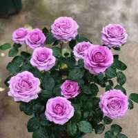 玫瑰花苗盆栽大花四季开花带花苞玫瑰月季蔷薇室内外植物