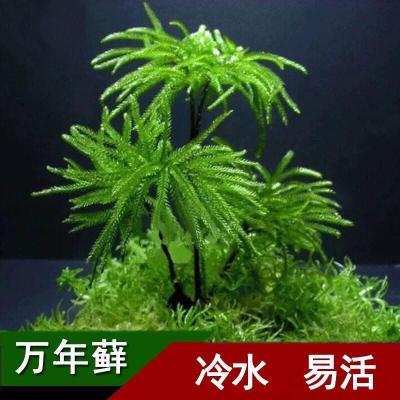 鱼缸水草鱼草万年藓水草活体耐活耐低温苔藓鱼缸水族箱生态瓶造景