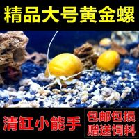 黄金螺观赏螺鱼缸清洁除藻螺草缸工具螺水族淡水宠物蜗牛活体水草