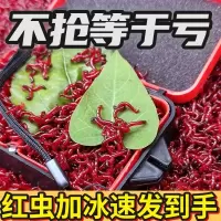 红虫活饵特大号天津鲜活红虫蚯蚓活饵料公虫鲫鱼饵批发