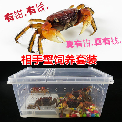 观赏蟹活体螃蟹宠物蟹专用缸淡水小螃蟹迷你辣椒蟹将军红鳌相手蟹