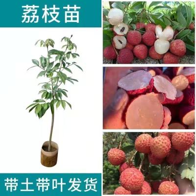 果树妃子笑桂味无核荔枝树苗嫁接特大盆栽阳台庭院南方种植水果苗 妃子笑一年苗