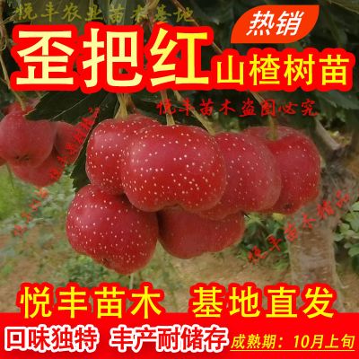 当年结果山楂树苗南方北方种植地栽果树苗耐寒大金星嫁接山楂树苗 [歪把红]山楂树苗[店长推荐] 8年苗[别墅庭院专用]满树