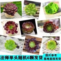 黑法师多肉植物超大 多头 特价清仓甩卖法师多肉老桩组合盆栽批发 [特价]6颗单头法师不重复