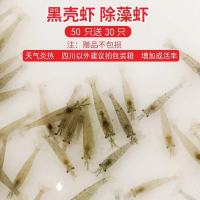 黑壳虾 除藻虾黑金刚螺 草缸工具虾 鱼缸观赏虾 虾场自营 50送30只(送的不包损)无虾粮 原包装