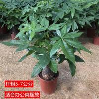 发财树盆栽室内客厅桌面绿植小盆景大发财树苗招财树吸甲醛植物 精品发财树杆粗(5-7cm)原盆原土