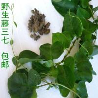 野生藤三七植物苗盆栽土田七苗根茎爬藤绿植包成活 营养土200g