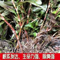 贵州云贵香柳根野生新鲜香柳苗绿植花卉酸汤香料拉沙叶佐料鱼廖苗 新鲜鱼廖香柳苗10颗 带泥发货