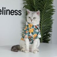 猫咪用品衣服夏季公猫薄款搞怪母猫夏天两个月防掉毛轻薄布偶猫 图片上 S