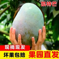 (成都,昆明双仓随机发货)云南丽江凯特芒新鲜采摘5斤_放软后食用凯特芒净重5斤(小果150g起,个头较小建议拍大果)