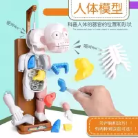 落小羽LY 人体模型拼装玩具_普通玩具模型