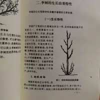 [高清影印版]李树整形修剪图解1书 李子树修剪技术