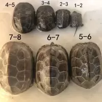中华草龟外塘草龟外塘金线草龟乌龟情侣龟一对墨龟小草龟连接 直播连接