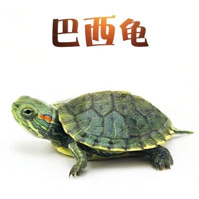 小乌龟巴西龟中华草龟珍珠龟活体宠物观赏龟巴西龟苗招财龟苗长寿 巴西龟[2-3CM] 一只龟