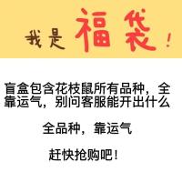 家养花枝鼠暹罗正脸哈士奇活体飞象耳奶牛幼崽亲人鼠宠物自家繁殖[9月29日发完] 随机一只(不接受任何备注)