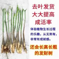 发财树 发财树小苗发财树辫子发财树办公室客厅盆栽(送生根粉) 热卖单苗20-30cm[5棵]