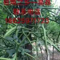 皂角树苗 皂荚树苗 皂刺树 皂角刺 皂角树 皂荚树 带刺篱笆防护栏 一公分粗4颗