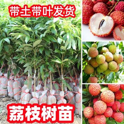 无核荔枝树苗当年结果桂味妃子笑荔枝苗嫁接正宗南方种植带土带叶 两年苗:带土带叶 试种苗(实生苗不嫁接)