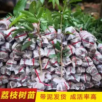 仙进奉荔枝树苗新品种冰荔枝苗嫁接果树苗当年结果无核妃子笑四季 一年苗0.6cm小苗 黑叶荔枝[带土带叶]