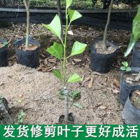 带土带叶 正宗嫁接白兰花苗 白兰花树苗 白玉兰盆栽地栽浓香花卉 白玉兰3年苗55cm(当年开花)带土