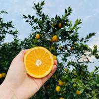 2022年正宗赣南脐橙核心产区 品质保证 多种规格包装 含包装重量2/5/10斤 自己吃 送朋友!