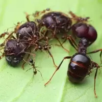 小莫蚁馆 全异巨首蚁 宠物蚂蚁 宠物活体[10月11日发完] 1后1000工