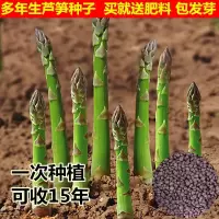 蔬菜种子芦笋种子名菜多规格菜耐热抗寒蔬菜四季播种