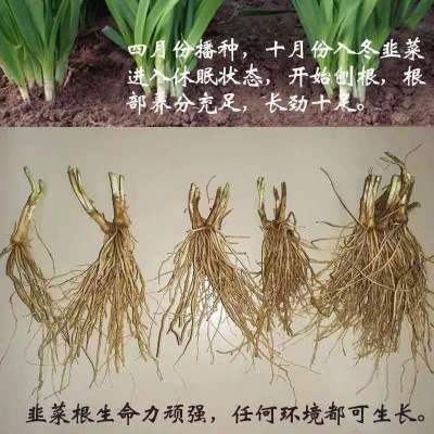 韭菜紫宽叶大叶韭菜苗韭菜种蔬菜种阳台盆栽肥料