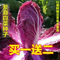 营养紫白菜种子里外紫色大白菜四季播种庭院田地农科院有机蔬菜籽